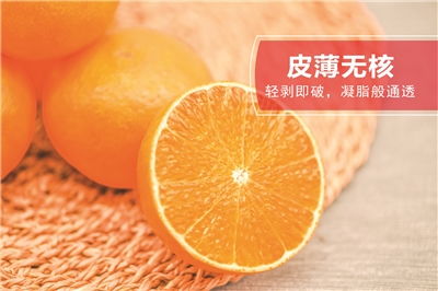 荆门市人民政府 荆品名门 岛橙 北纬30度的高端水果